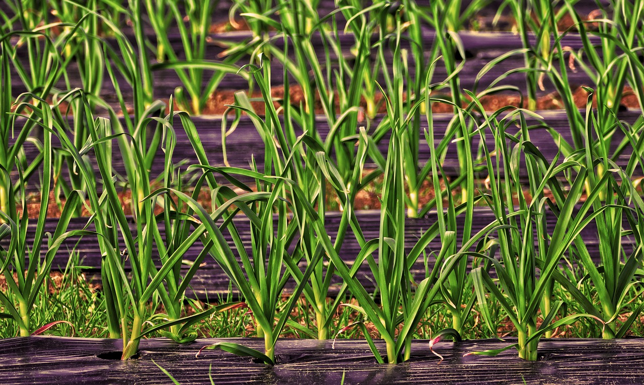 découvrez les avantages du mulching pour votre jardin ! apprenez comment cette technique permet de retenir l'humidité, de réduire les mauvaises herbes et d'améliorer la santé de votre sol tout en donnant une esthétique naturelle à vos espaces extérieurs.