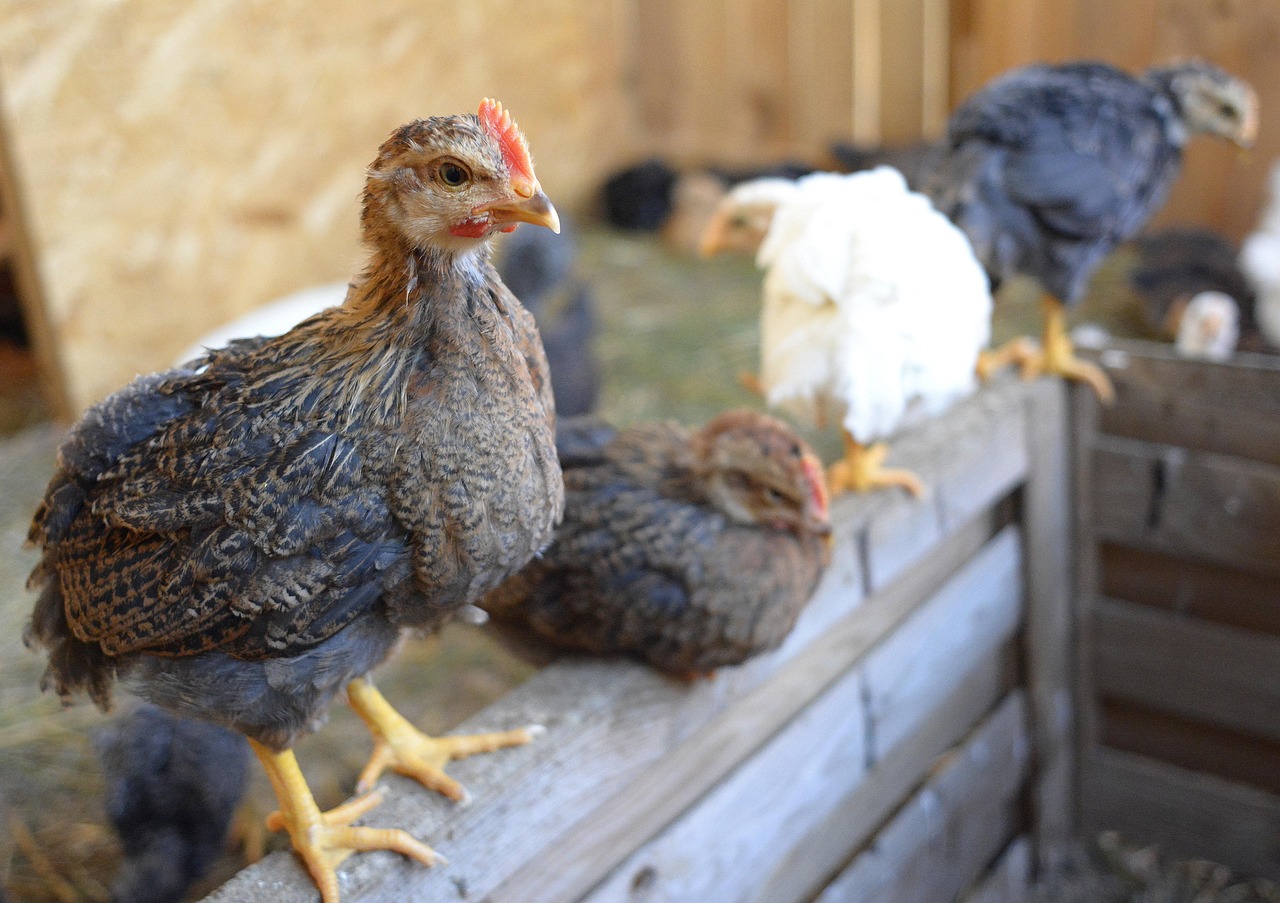 découvrez notre guide complet sur les poulaillers : conseils pour construire, aménager et entretenir un poulailler idéal pour vos poules. assurez le confort et la sécurité de vos volailles tout en ajoutant du charme à votre jardin.